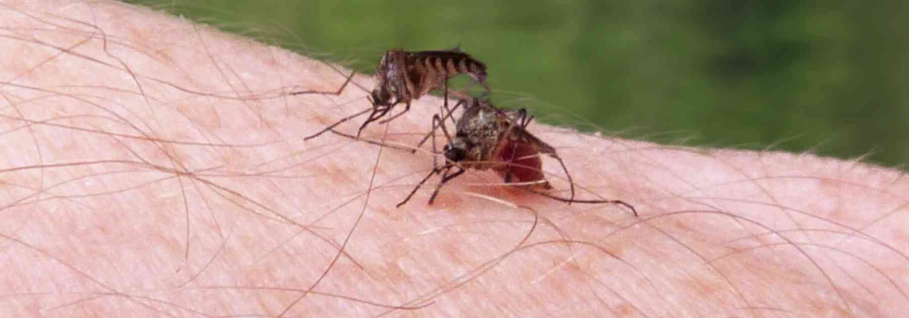 malaria tablets