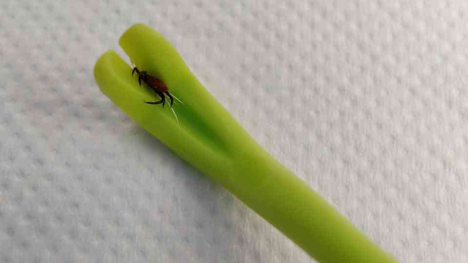tick remover tool